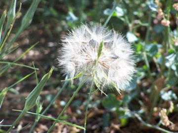 Tragopogon porrifolius /  Barba di becco viola